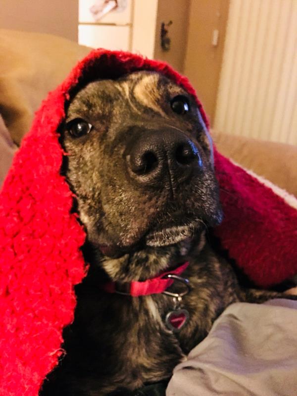 /images/uploads/griffin pond animal shelter/loveyourpet2018/entries/6585thumb.jpg